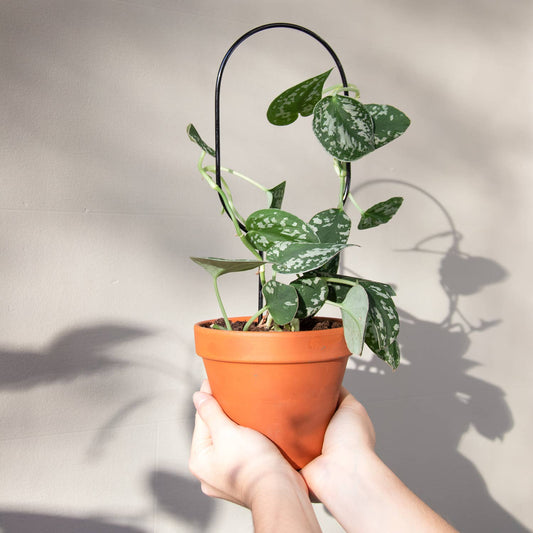 Mini Plant Stake - Hoop - Black - House of Kojo