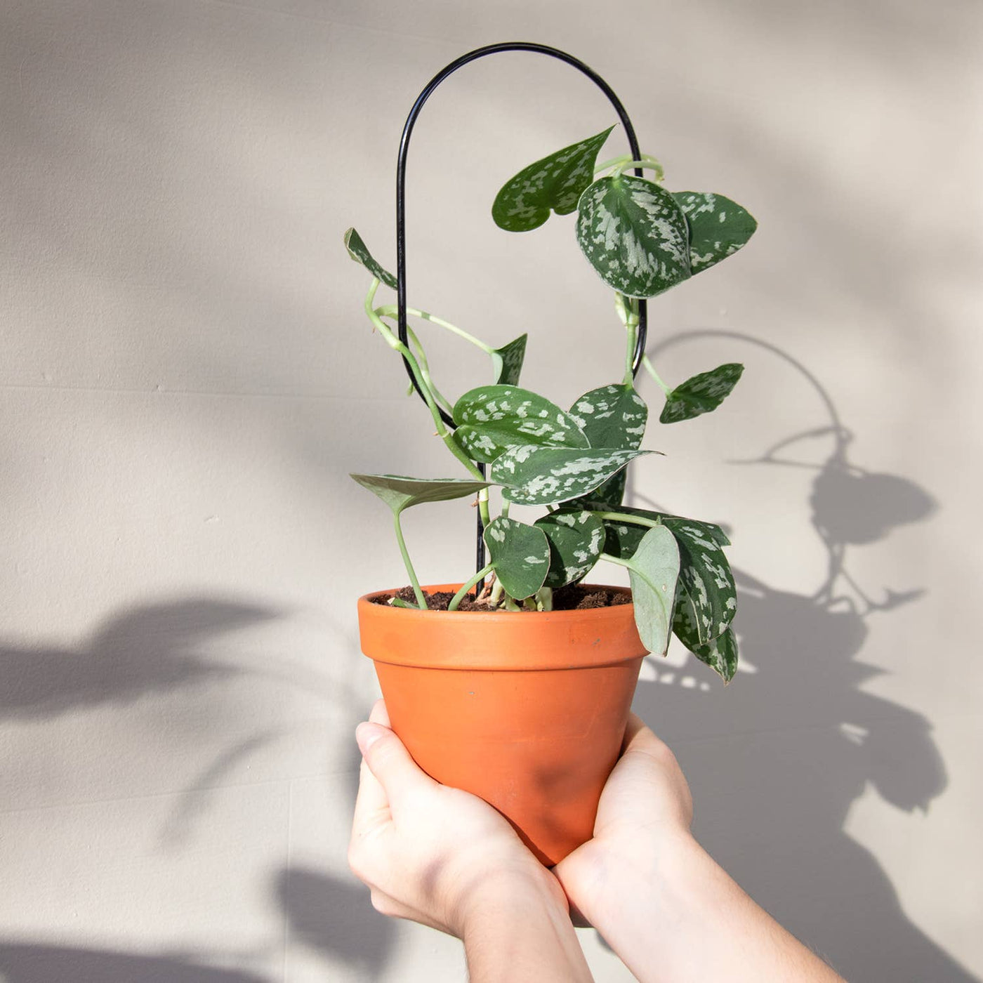 Mini Plant Stake - Hoop - Black - House of Kojo