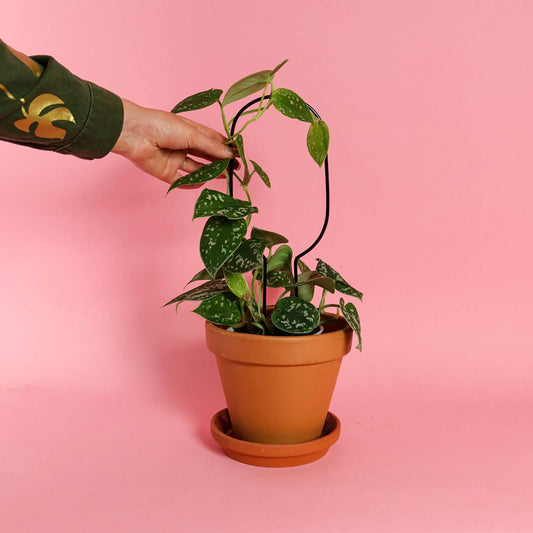 Mini Plant Stake - Hoop - Black - House of Kojo