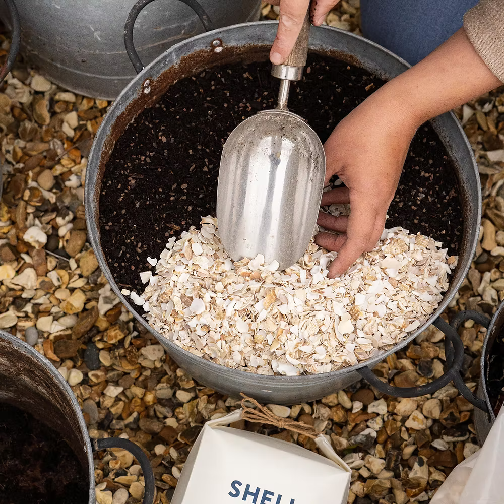 Shell on Earth Crushed Whelk Shells - House of Kojo