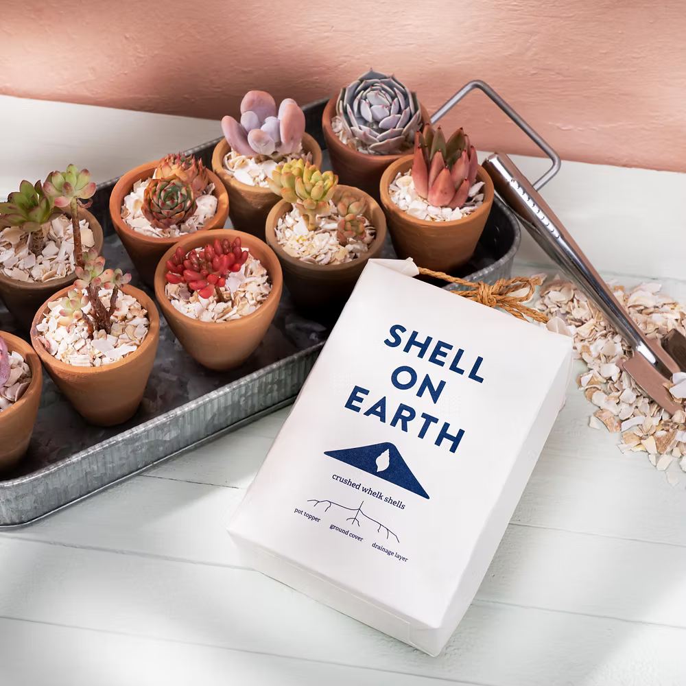 Shell on Earth Crushed Whelk Shells - House of Kojo