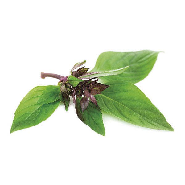 Thai Basil Seeds - House of Kojo