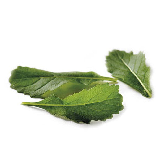 Wild Rocket 'Wildfire Wasabi' Seeds - House of Kojo