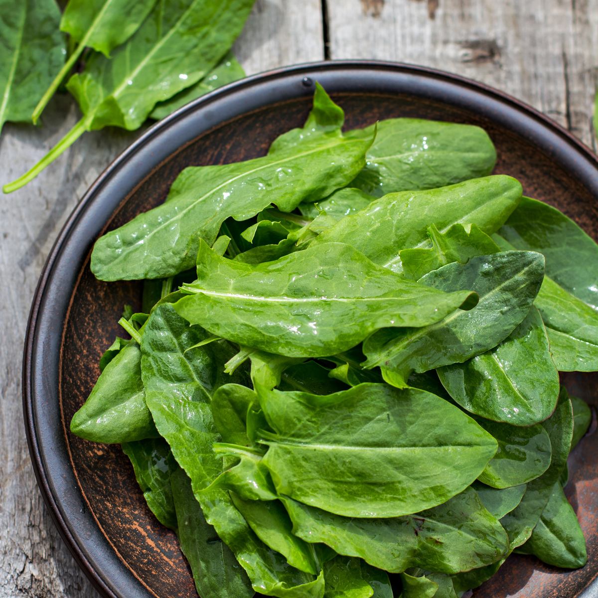 Sorrel 'Large de Belleville' Seeds - House of Kojo