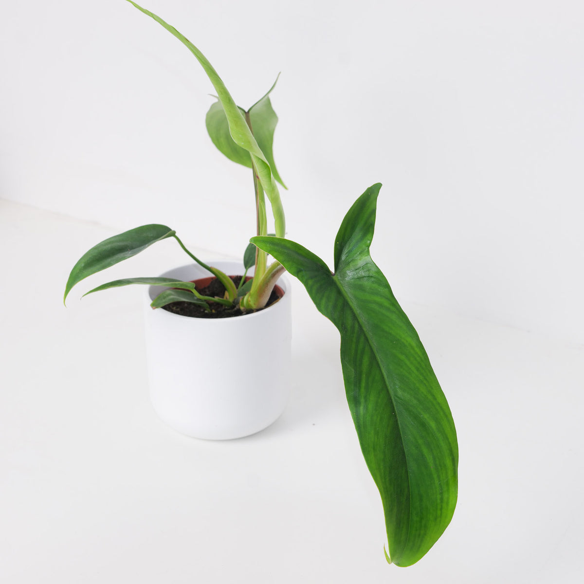 Philodendron 69686 - House of Kojo