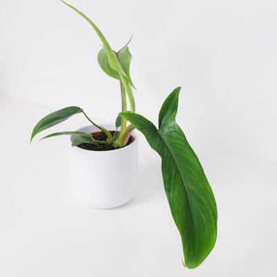 Philodendron 69686 - House of Kojo