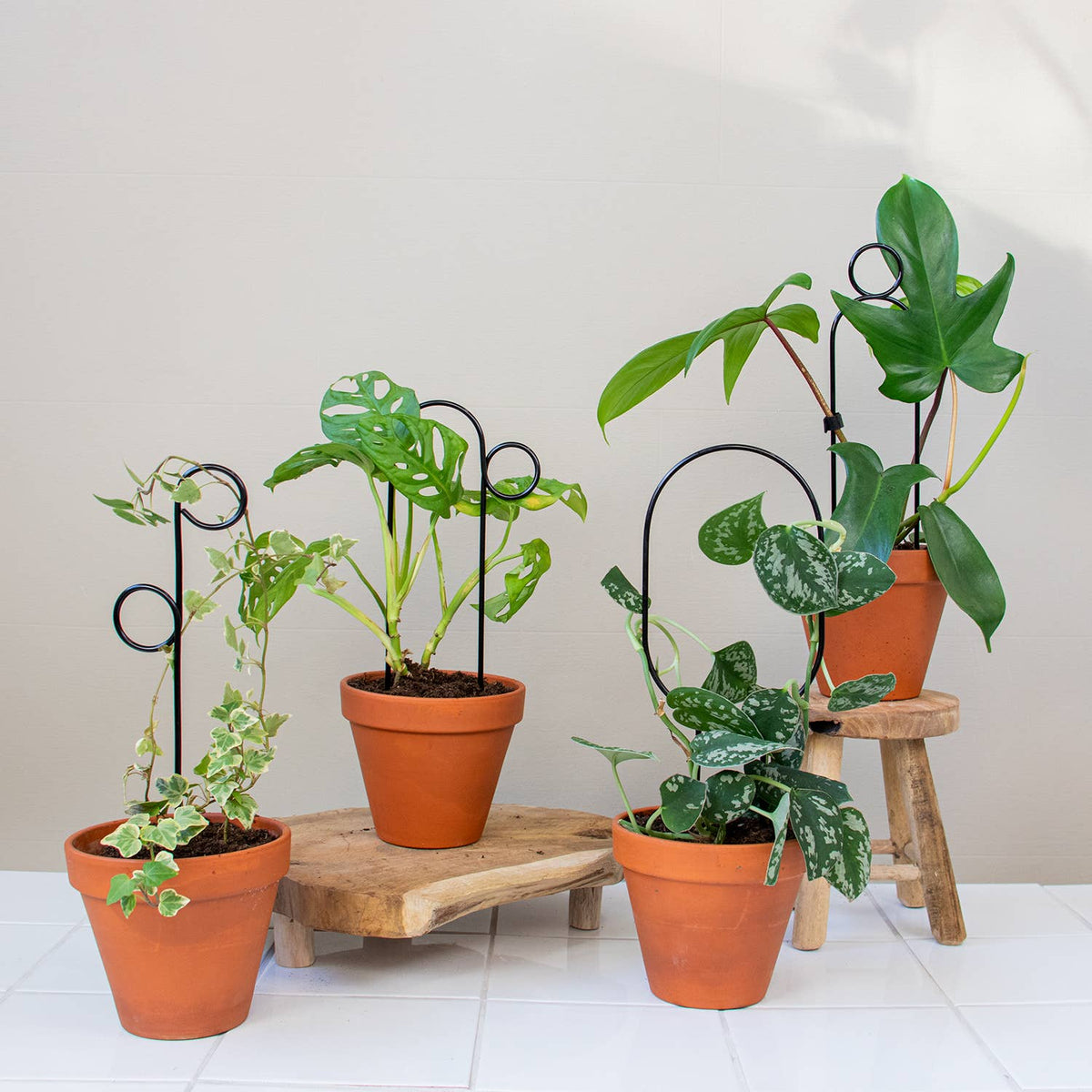 Mini Plant Stake - Hoop - Black - House of Kojo