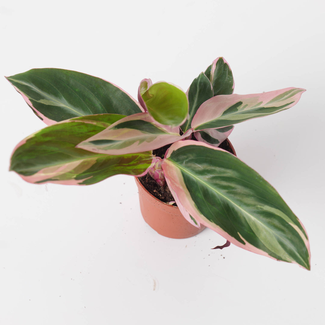 Stromanthe Sanguinea Triostar | Calathea Triostar