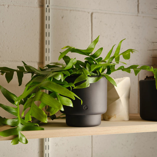 Aaron Probyn Botany Pot Medium - Black - House of Kojo