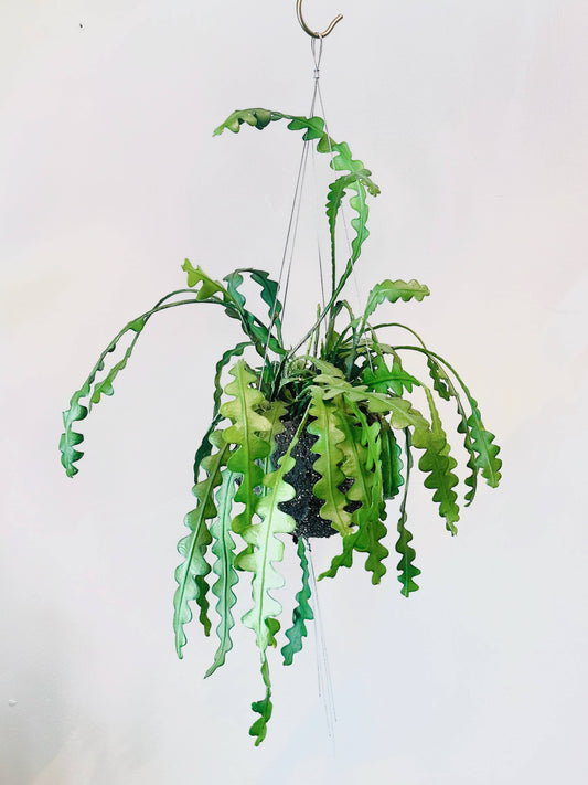 Bella Minimalist Wire Plant Pot Hanger - House of Kojo