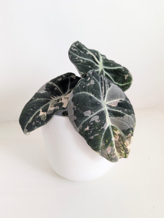 Alocasia 'Black Velvet' Variegated - House of Kojo