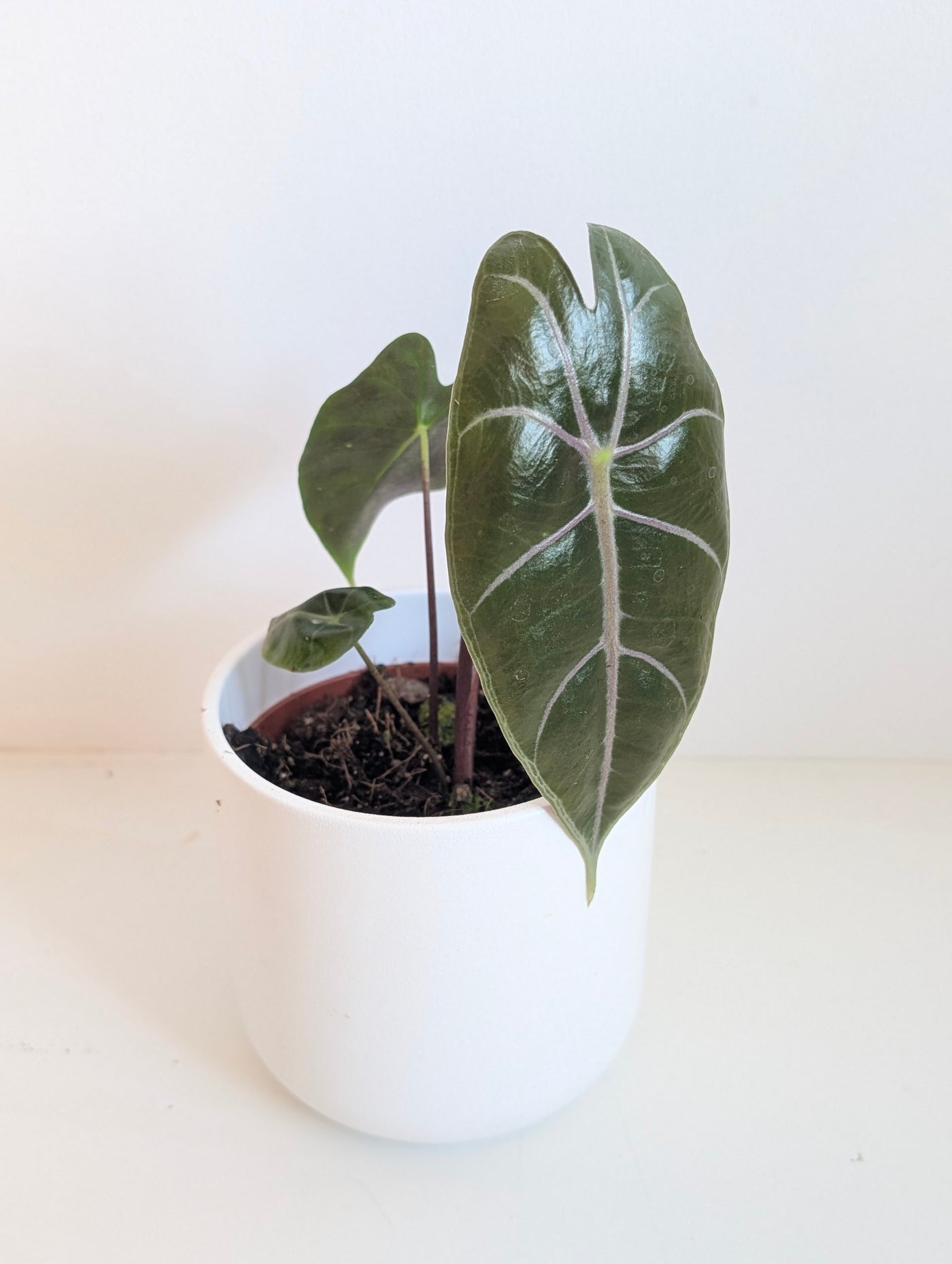 Alocasia suhirmaniana Purple - House of Kojo