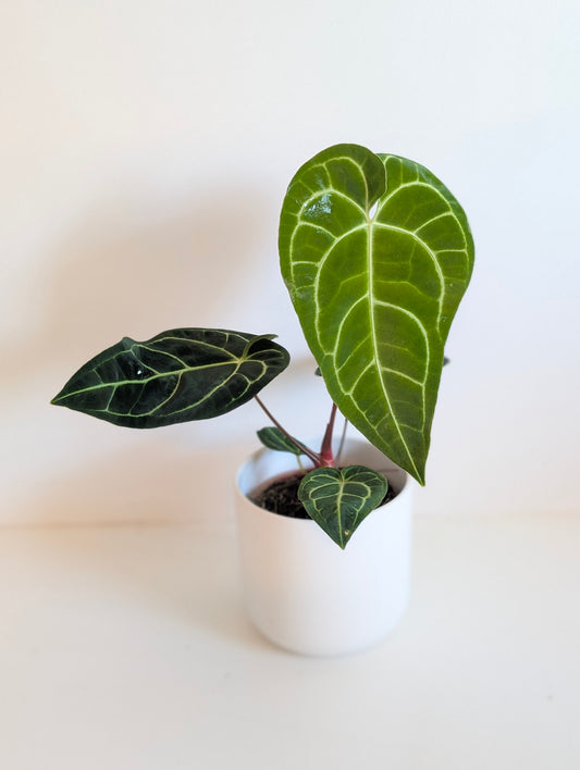 Imperfect Anthurium Regale - House of Kojo