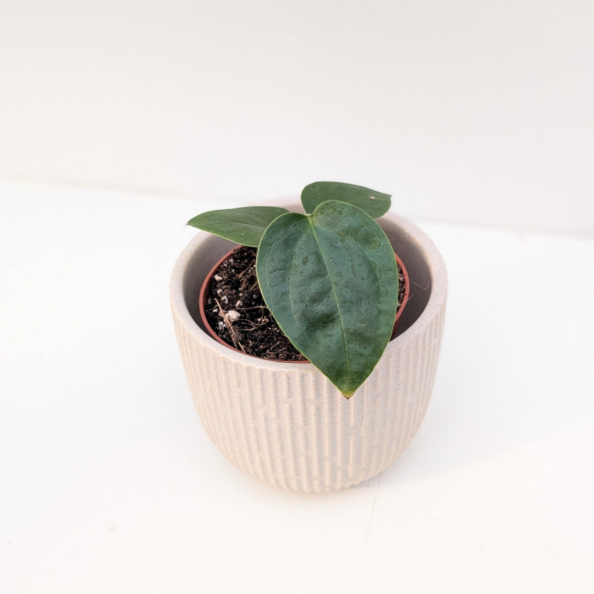 Anthurium sp. Napo - House of Kojo