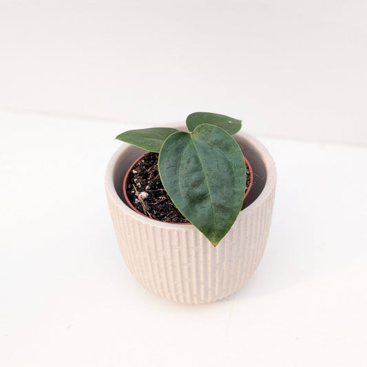 Anthurium sp. Napo - House of Kojo