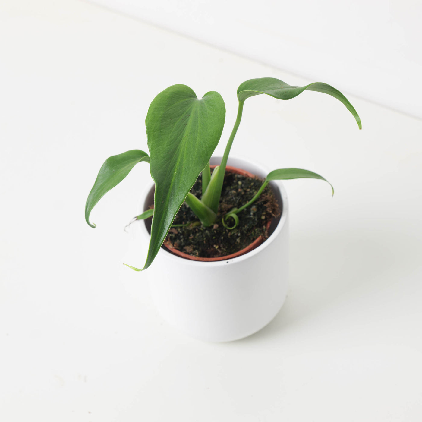 Monstera Burle Marx Flame - House of Kojo
