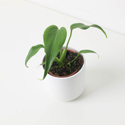 Monstera Burle Marx Flame - House of Kojo