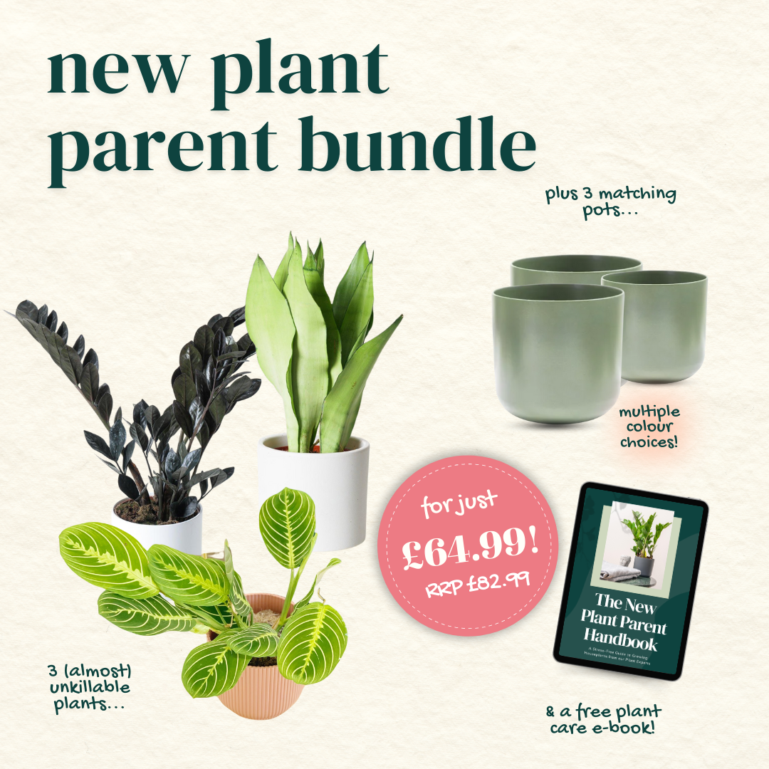 New Plant Parent Bundle (Free eBook included!) - House of Kojo