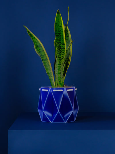 anthurium dark warocqueanum x waterburyanum Anthurium Warocqueanum x Waterburyanum