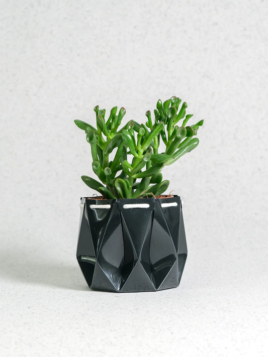 POTR Ocean Pot Midnight Green - House of Kojo