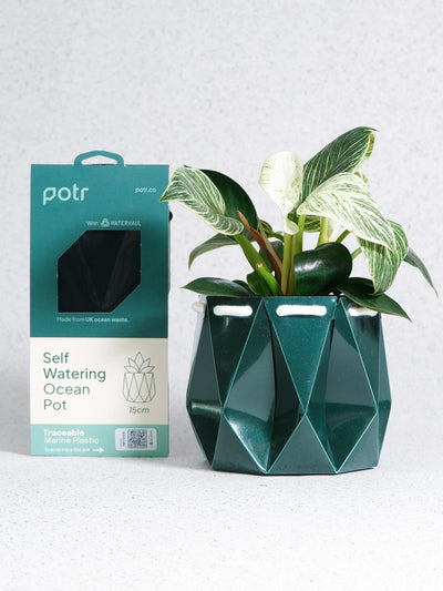 POTR Ocean Pot Deep Green 11cm / Deep Green
