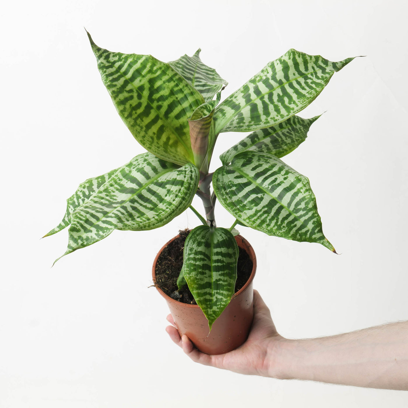 Dracaena goldieana - House of Kojo