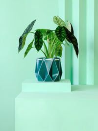 POTR Aqua Self-Watering Pot