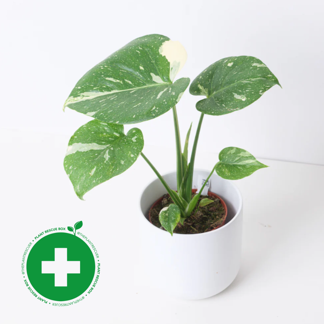 Imperfect Monstera Deliciosa Thai Constellation