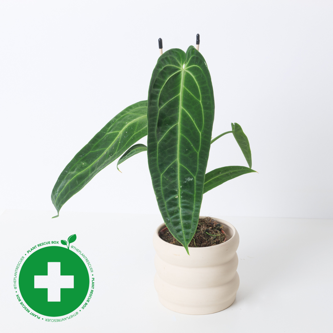 Rescue Anthurium warocqueanum | Queen Anthurium - House of Kojo