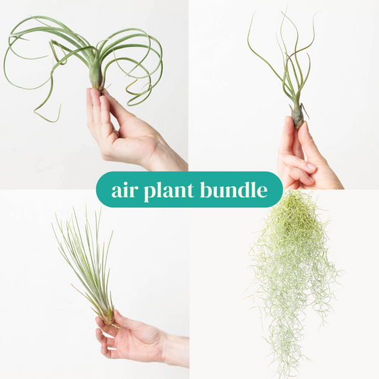 Air Plant Bundle - House of Kojo