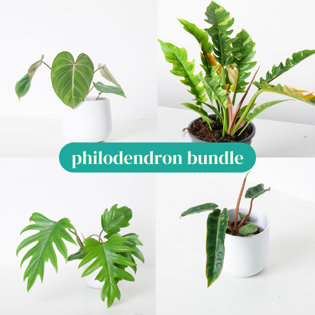 Philodendron Bundle - House of Kojo