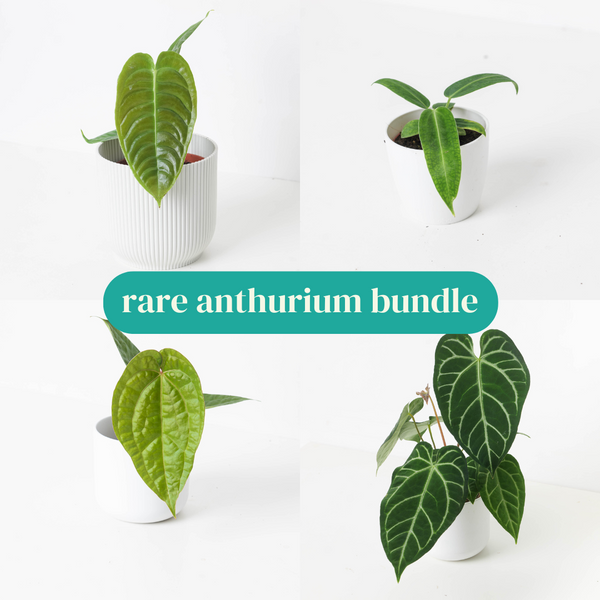 anthurium rare varieties Rare Anthurium Bundle