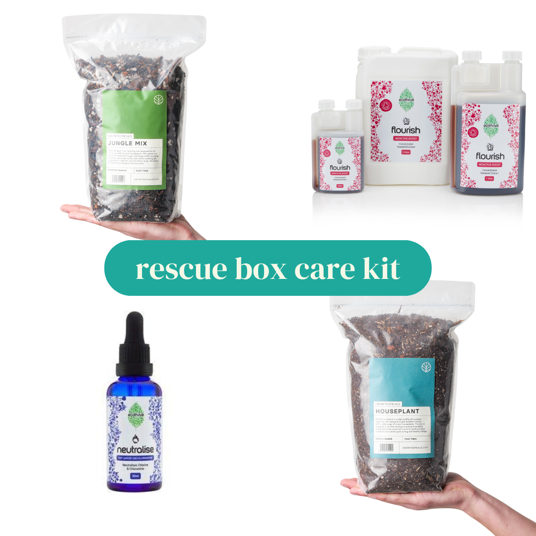 Rescue Box Complete Care Kit | Indoor Plants and Accessories – House of ...