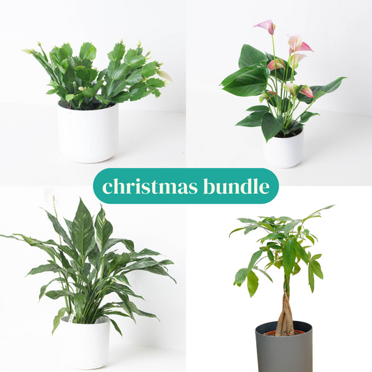 Christmas Bundle - House of Kojo