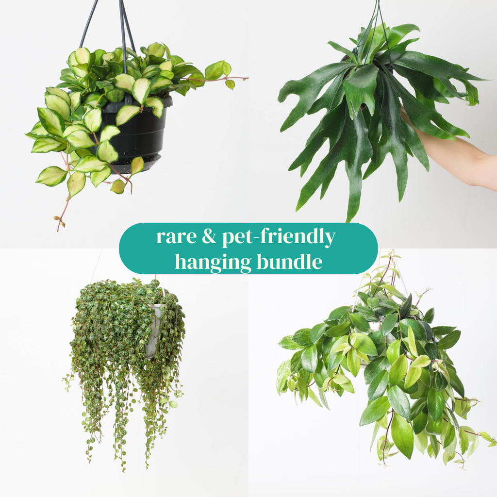Rare & Pet-Friendly Hanging Bundle