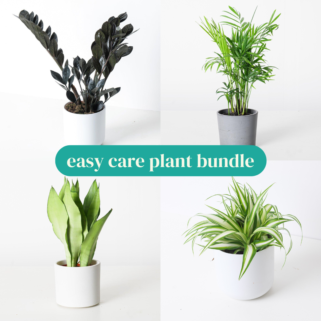 Easy Care Plant Bundle - House of Kojo