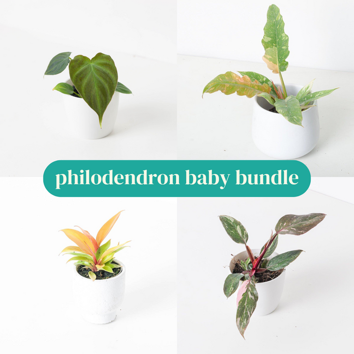 philodendron baby plants Philodendron Baby Bundle