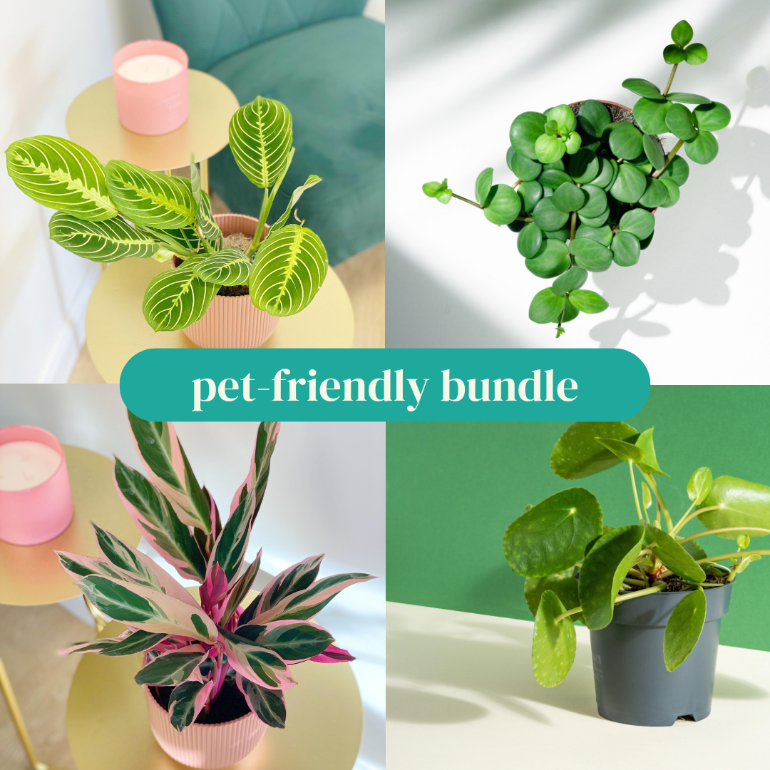 Pet-Friendly Bundle - House of Kojo