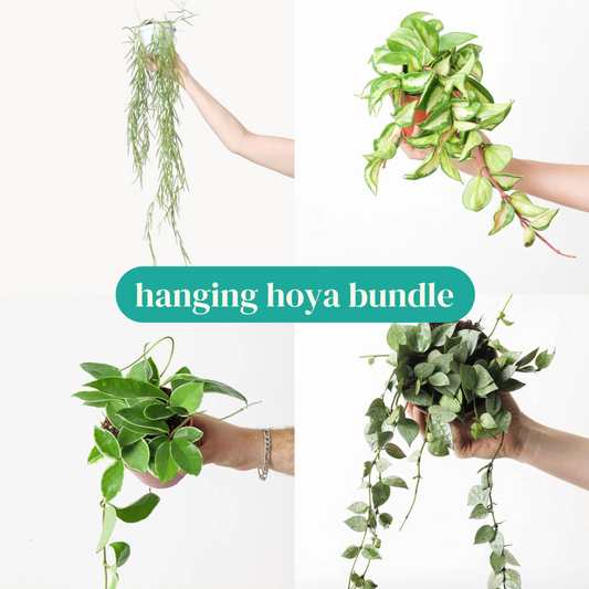Hanging Hoya Plant Bundle - House of Kojo