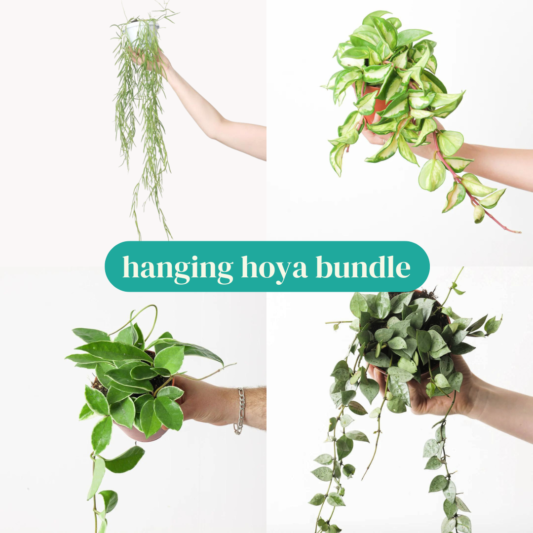 Hanging Hoya Plant Bundle - House of Kojo