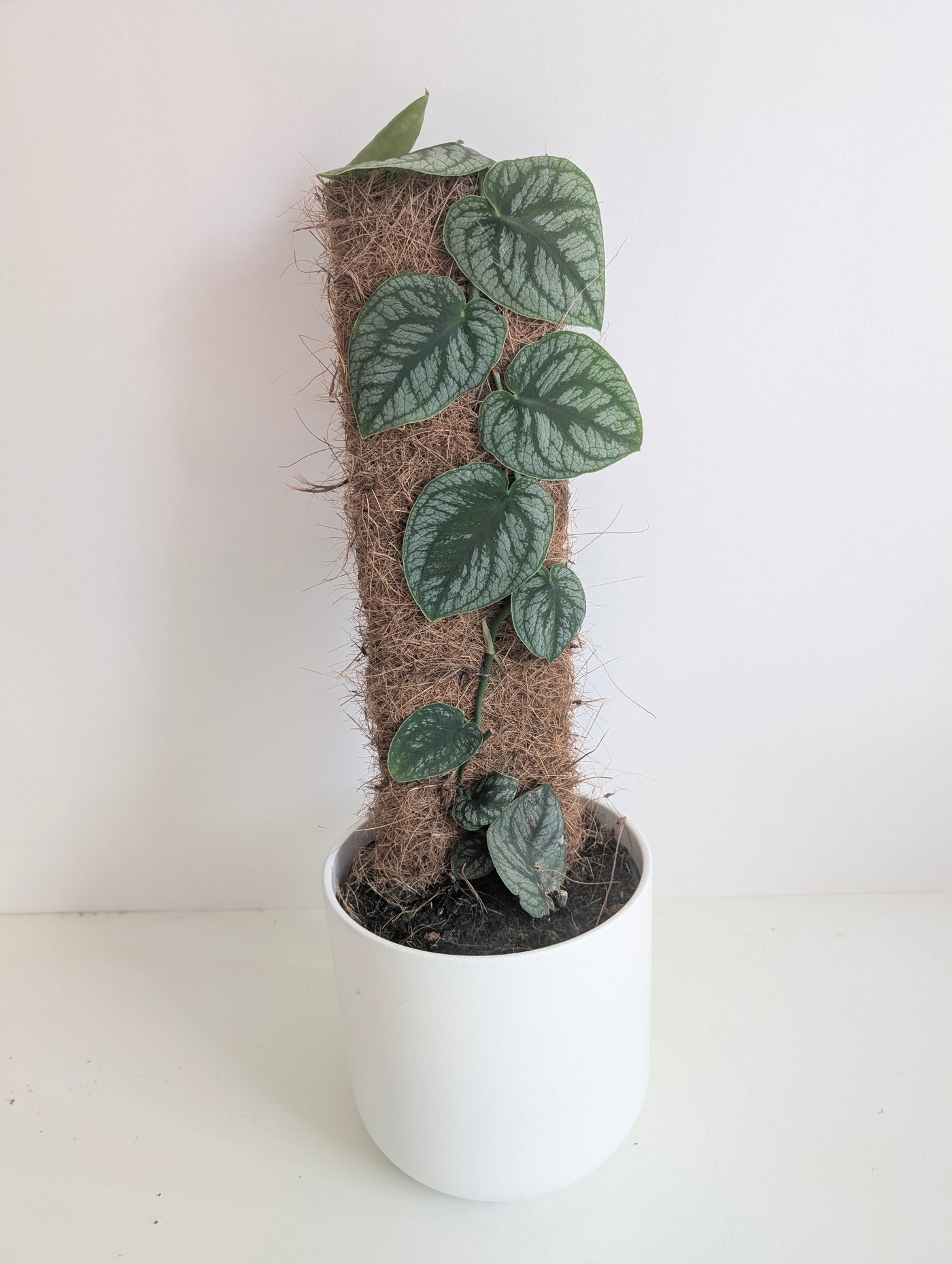 Monstera Dubia - House of Kojo
