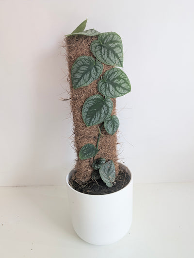 Monstera Dubia - House of Kojo