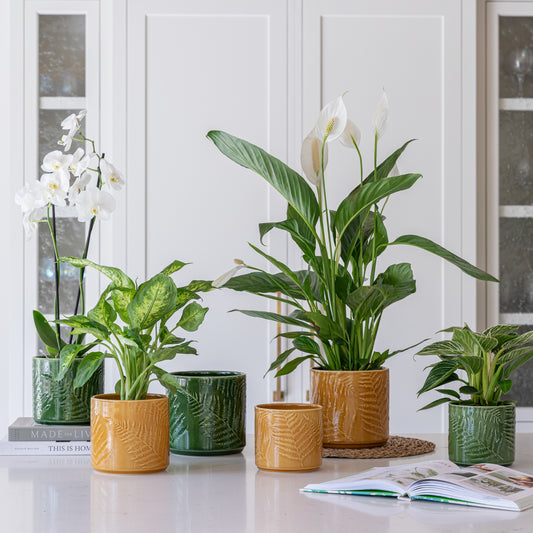 Orla Fern Pot Mustard - House of Kojo