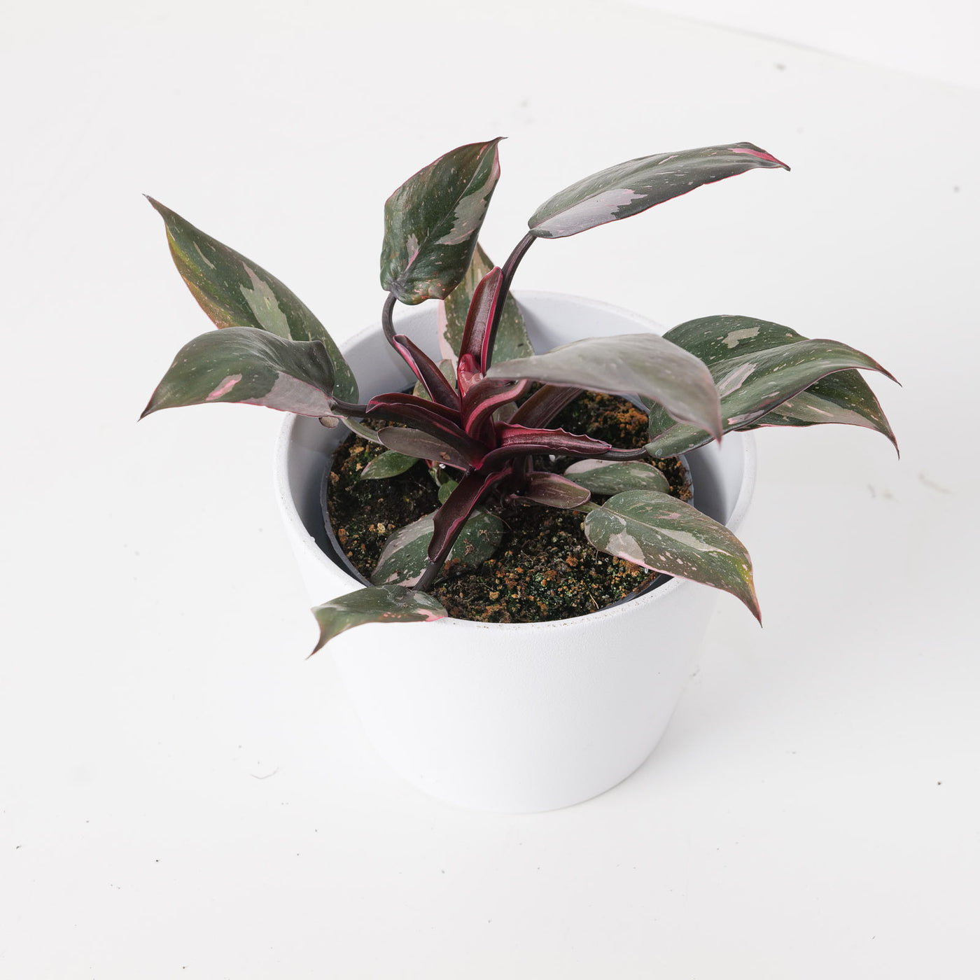 Philodendron Pink Princess 'Marble' - House of Kojo