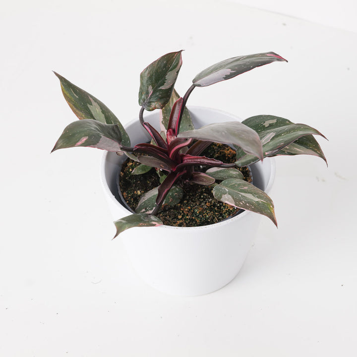 Philodendron Pink Princess 'Marble'