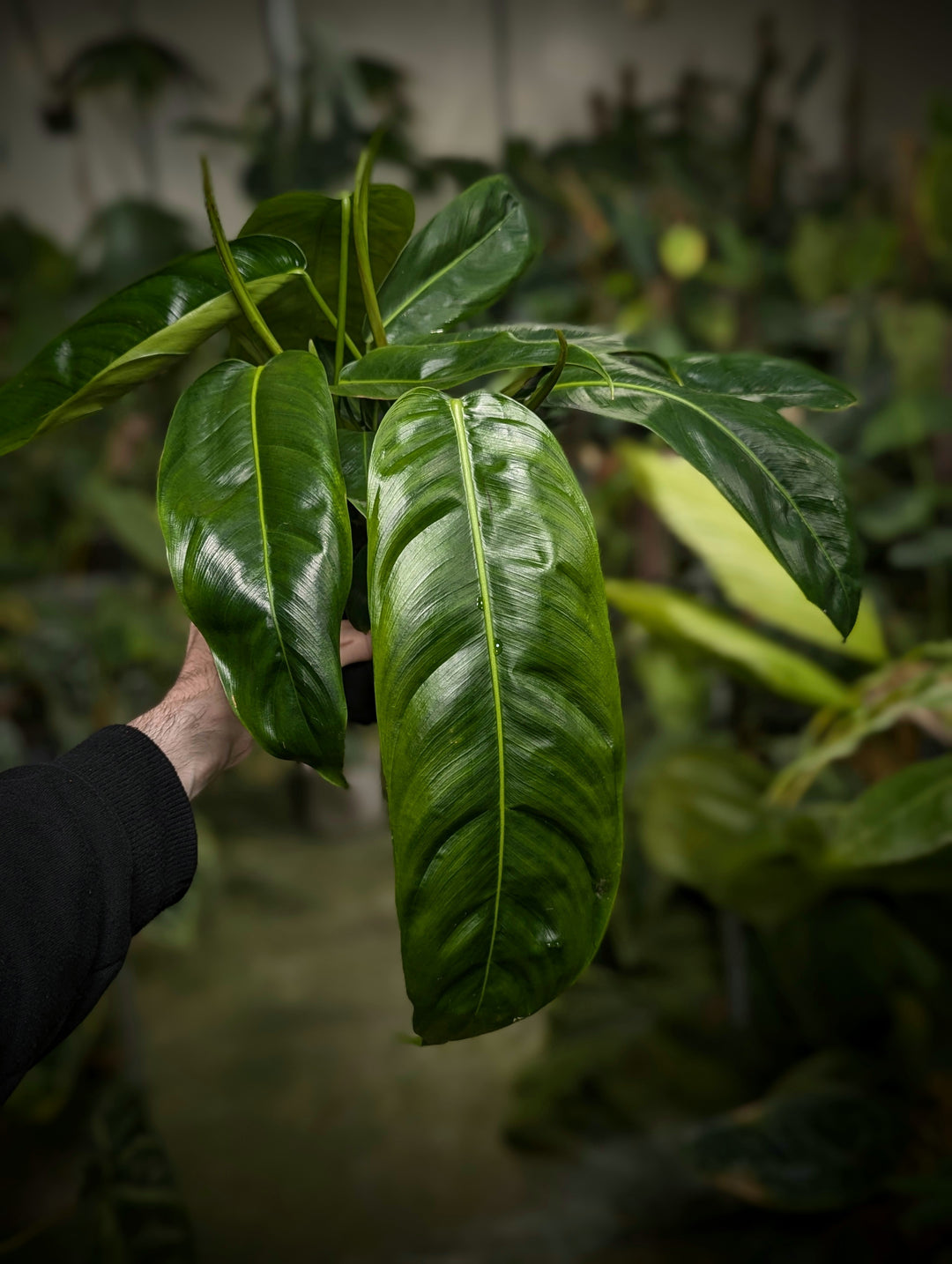 Philodendron patriciae | Indoor Plants and Accessories  House of Kojo