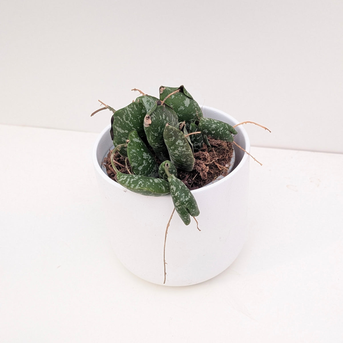Hoya Imbricata - House of Kojo