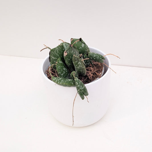 Hoya Imbricata - House of Kojo