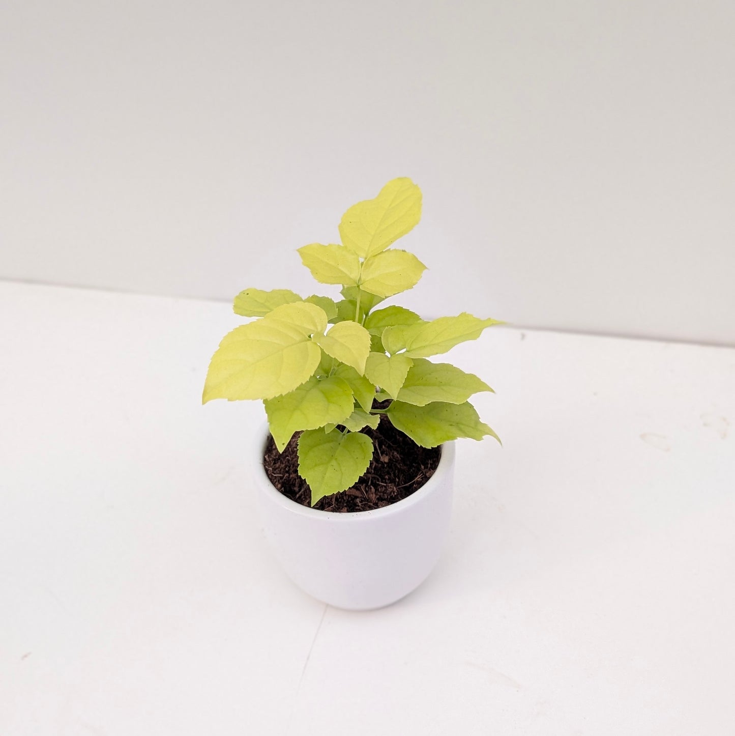 Radermachera Sinica 'Golden' | Golden China Doll Plant - House of Kojo