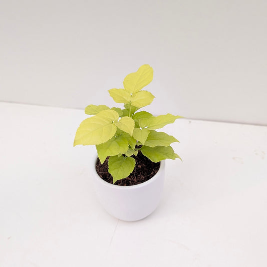 Radermachera Sinica 'Golden' | Golden China Doll Plant - House of Kojo